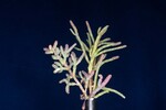 Salicornia pacifica (IMG_0058.jpg)