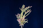 Salicornia pacifica (IMG_0062.jpg)
