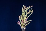 Salicornia pacifica (IMG_0063.jpg)