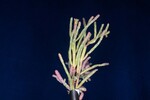 Salicornia pacifica (IMG_0064.jpg)
