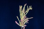 Salicornia pacifica (IMG_0065.jpg)