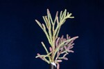 Salicornia pacifica (IMG_0067.jpg)