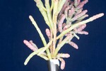 Salicornia pacifica (IMG_0068.jpg)