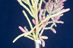 Salicornia pacifica (IMG_0069.jpg)