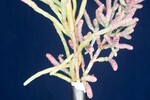 Salicornia pacifica (IMG_0070.jpg)
