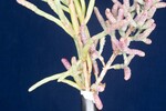Salicornia pacifica (IMG_0071.jpg)