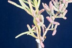 Salicornia pacifica (IMG_0072.jpg)