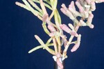 Salicornia pacifica (IMG_0073.jpg)