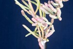 Salicornia pacifica (IMG_0074.jpg)