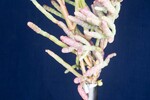 Salicornia pacifica (IMG_0075.jpg)