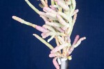 Salicornia pacifica (IMG_0076.jpg)