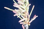 Salicornia pacifica (IMG_0077.jpg)