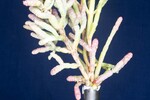 Salicornia pacifica (IMG_0079.jpg)