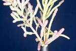 Salicornia pacifica (IMG_0081.jpg)