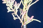 Salicornia pacifica (IMG_0082.jpg)