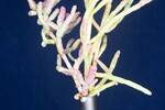 Salicornia pacifica (IMG_0084.jpg)