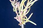 Salicornia pacifica (IMG_0085.jpg)