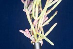 Salicornia pacifica (IMG_0086.jpg)