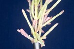 Salicornia pacifica (IMG_0087.jpg)