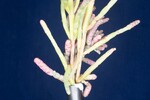 Salicornia pacifica (IMG_0088.jpg)