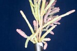 Salicornia pacifica (IMG_0089.jpg)