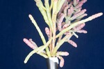 Salicornia pacifica (IMG_0090.jpg)