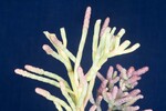 Salicornia pacifica (IMG_0093.jpg)