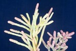 Salicornia pacifica (IMG_0094.jpg)
