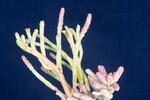 Salicornia pacifica (IMG_0097.jpg)