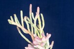 Salicornia pacifica (IMG_0098.jpg)