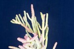 Salicornia pacifica (IMG_0099.jpg)
