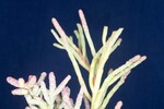 Salicornia pacifica (IMG_0101.jpg)