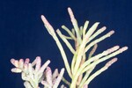 Salicornia pacifica (IMG_0102.jpg)