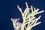 Salicornia pacifica (IMG_0104.jpg)