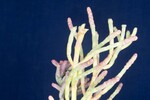 Salicornia pacifica (IMG_0105.jpg)
