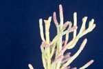 Salicornia pacifica (IMG_0106.jpg)