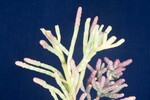 Salicornia pacifica (IMG_0107.jpg)