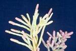 Salicornia pacifica (IMG_0108.jpg)