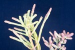 Salicornia pacifica (IMG_0109.jpg)