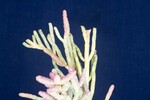 Salicornia pacifica (IMG_0112.jpg)