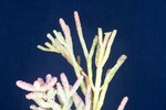 Salicornia pacifica (IMG_0113.jpg)