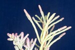 Salicornia pacifica (IMG_0115.jpg)