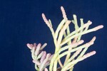 Salicornia pacifica (IMG_0117.jpg)