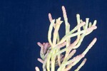 Salicornia pacifica (IMG_0118.jpg)