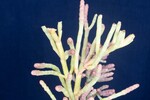 Salicornia pacifica (IMG_0120.jpg)