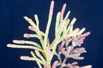Salicornia pacifica (IMG_0121.jpg)