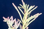 Salicornia pacifica (IMG_0130.jpg)