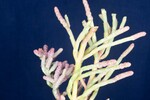 Salicornia pacifica (IMG_0132.jpg)