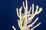 Salicornia pacifica (IMG_0134.jpg)