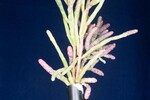 Salicornia pacifica (IMG_0135.jpg)
